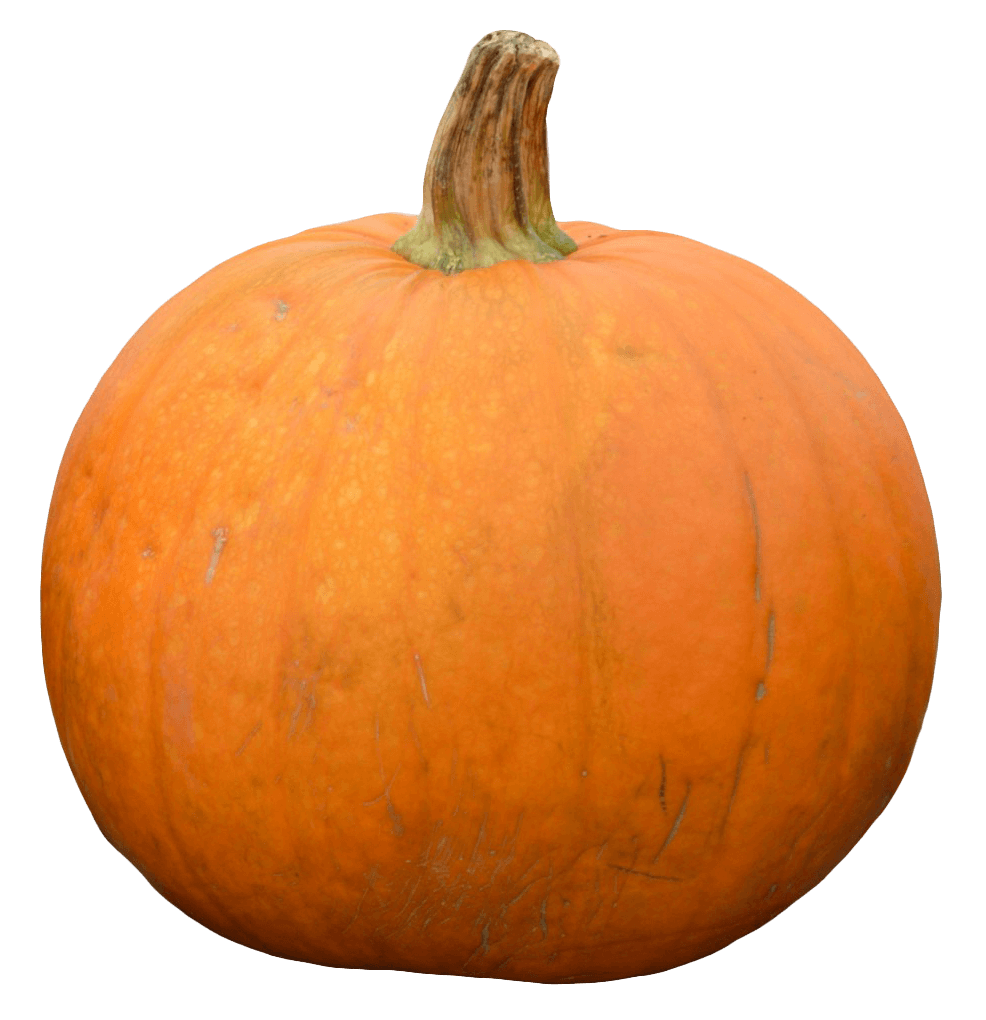 Pumpkin - 986x1020