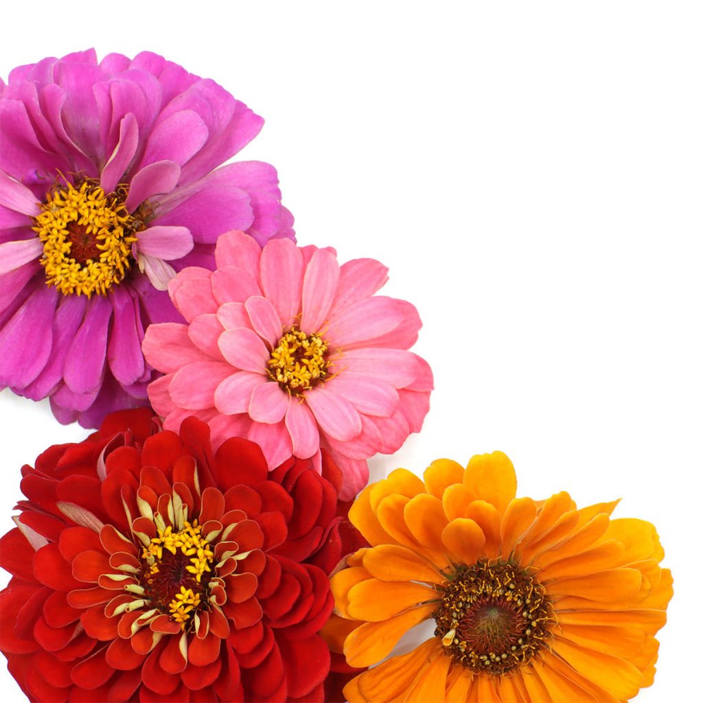 iStock-1262868649