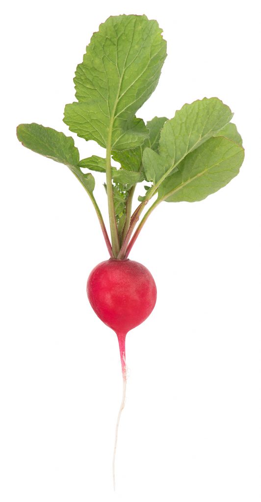 Fresh garden radish with green leaves isolated over white background