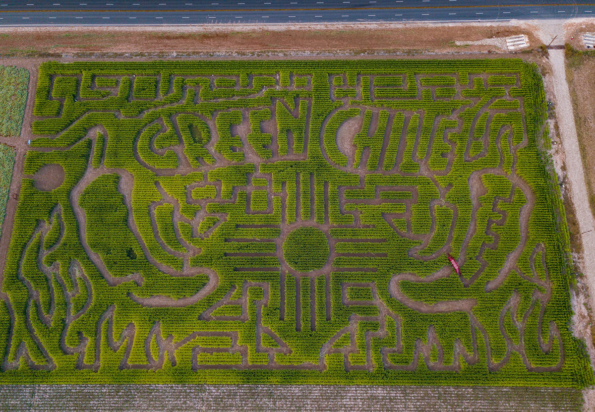 Green Chile Heirloom Acres Corn Maze