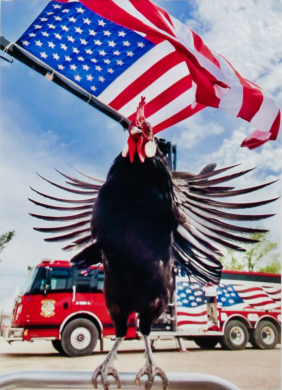 ocotillo artist kelly magnuson patriotic chicken